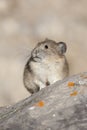American pika on rock with tan and green background in Canada Royalty Free Stock Photo