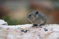 American Pika Sitting on a Granite Rock