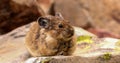 American Pika in Yellowstone National Park on Rocky Mountains.