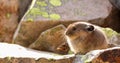 American Pika in Yellowstone National Park on Rocky Mountains.