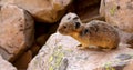 American Pika in Yellowstone National Park on Rocky Mountains.