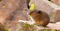 American Pika in Yellowstone National Park on Rocky Mountains.