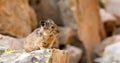 American Pika in Yellowstone National Park on Rocky Mountains.