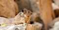 American Pika in Yellowstone National Park on Rocky Mountains