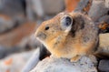 American Pikas are small mountain dwelling mammals