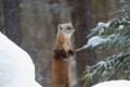 American Pine Marten