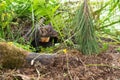 American Pine Marten Martes americana Kit Crawls Out From Under Logs Summer