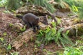 American Pine Marten Martes americana Kit Front Paws on Small Log Summer