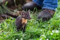 American Pine Marten Martes americana Kit Stands at Feet of Human Summer