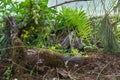 American Pine Marten (Martes americana) Kit Under Wood Amongst Flowers Ferns and Pine Summer Royalty Free Stock Photo