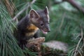 American Pine Marten Martes americana Looks Down From Pine Summer