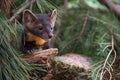 American Pine Marten Martes americana Paw on Wood Looks Out Copy Space Summer