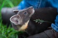 American Pine Marten Martes americana Stands Between Human Feet Looking Up Summer