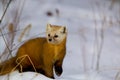 American Pine Marten 847072