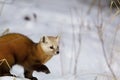 American Pine Marten 847069