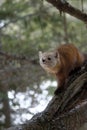 American Pine Marten