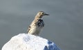 American Pipit on limestone rock