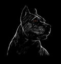 American Pit Bull Head Portrait, staffordshire terrier on black background Royalty Free Stock Photo