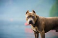 American Pit Bull Terrier dog Royalty Free Stock Photo
