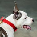 American Pit Bull Terrier dog portrait. Royalty Free Stock Photo