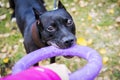 American pit bull terrier dog with puller toy in teeth in the autumn park. Dog pulls toy. Owner Playing With Dog using puller