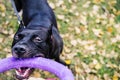 American pit bull terrier dog with puller toy in teeth in the autumn park. Young playful dog pulls toy Royalty Free Stock Photo