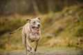 American Pit Bull Terrier dog Royalty Free Stock Photo