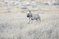 american pit bull terrier dog running on the beach Royalty Free Stock Photo