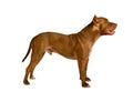 American Pit Bull Terrier dog standing over white Royalty Free Stock Photo