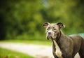 American Pit Bull Terrier dog Royalty Free Stock Photo