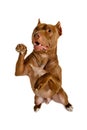 American Pit Bull Terrier dog stands up on its hind legs Royalty Free Stock Photo