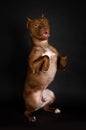 American Pit Bull Terrier dog stands up on its hind legs on a black background Royalty Free Stock Photo