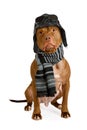 American Pit Bull Terrier dog with warm scarf and pilot`s hat Royalty Free Stock Photo