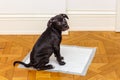 Puppy toilet training sitting on a diaper Royalty Free Stock Photo