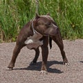 American pitbull terrier male