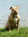 American pitbull terrier