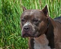 American pitbull terrier portrait of the head