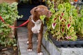 American pitbull terrier puppy on leash smell flowers in flowerbed. Walking with dog in garden