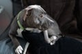 American pitbull terrier puppy side profile portrait close up Royalty Free Stock Photo