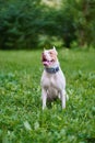 American pitbull terrier sitting on grass in park and looking around with tongue out Royalty Free Stock Photo