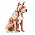 American Pitbull Terrier. Watercolor illustration on a white background