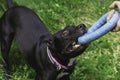 American pitbullterrier dog with puller toy in teeth. Young playful dog pulls toy. Owner Playing With Dog using puller in the park