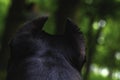 American pitbullterrier dog in the rear view on a green background. Dog head and ears back Royalty Free Stock Photo