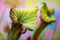 American Pitcher Plant, Sarracenia leucophylla, carnivorous; plant close up.