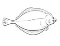 American Plaice Fish in New England and Mid Atlantic Cartoon Drawing