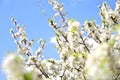 American Plum Blossom