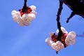 American Plum in Blossom 63223