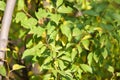 American plum leaves closeup view with selective focus on foreground