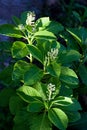 American Pokeweed Royalty Free Stock Photo