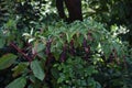 American pokeweed Royalty Free Stock Photo